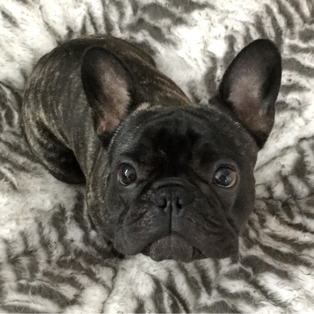 Meet your Posher, Fifi